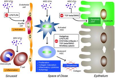 Molecular Pathways Modulated by Mesenchymal Stromal Cells and Their Extracellular Vesicles in Experimental Models of Liver Fibrosis